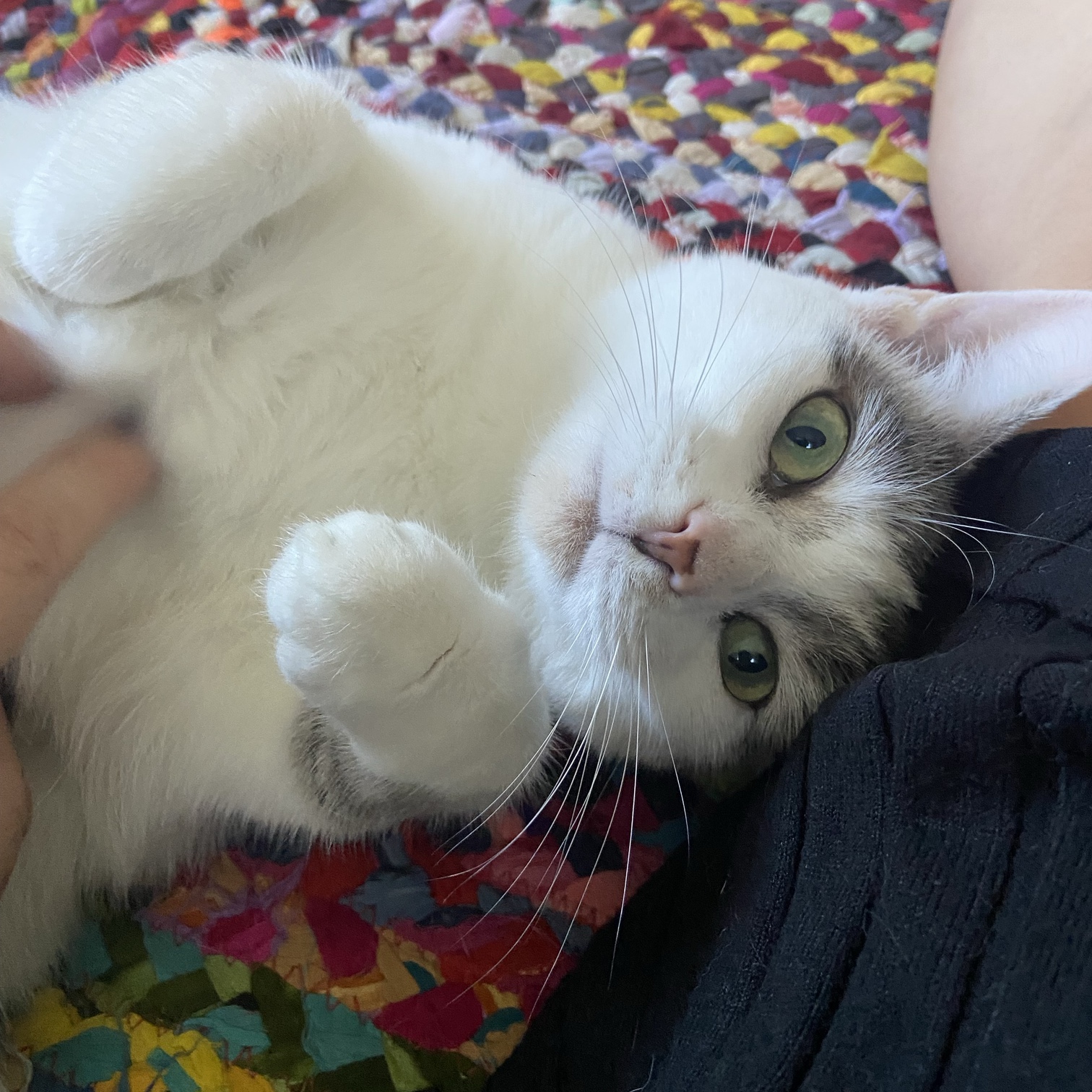 Esme is a cat.